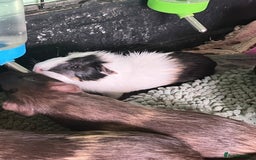 Guinea Pig rodents for sale: Beautiful boys - Image 3
