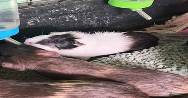 Guinea Pig rodents - Advert 6
