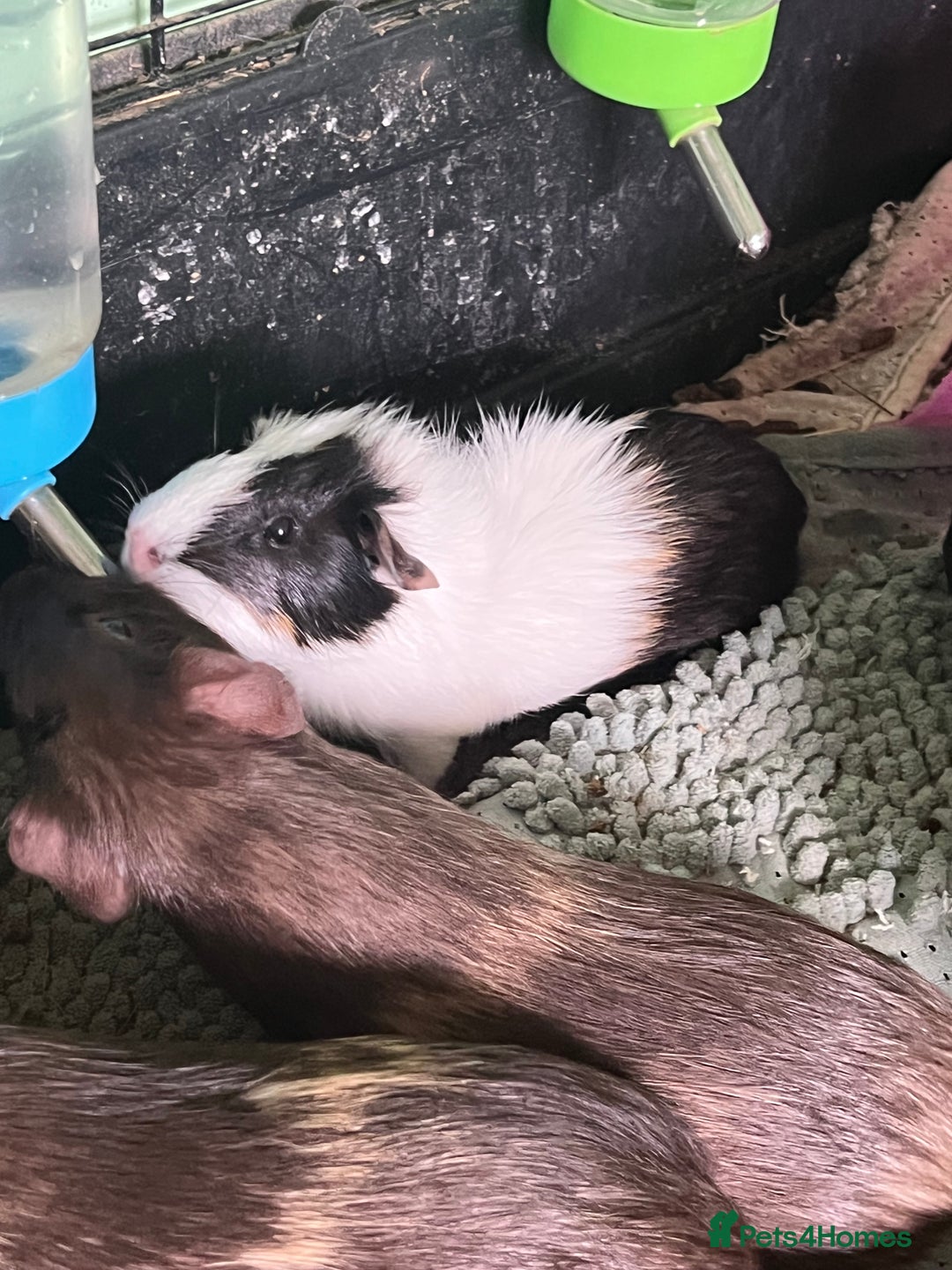 Guinea Pig rodents for sale: Beautiful boys - Image 3
