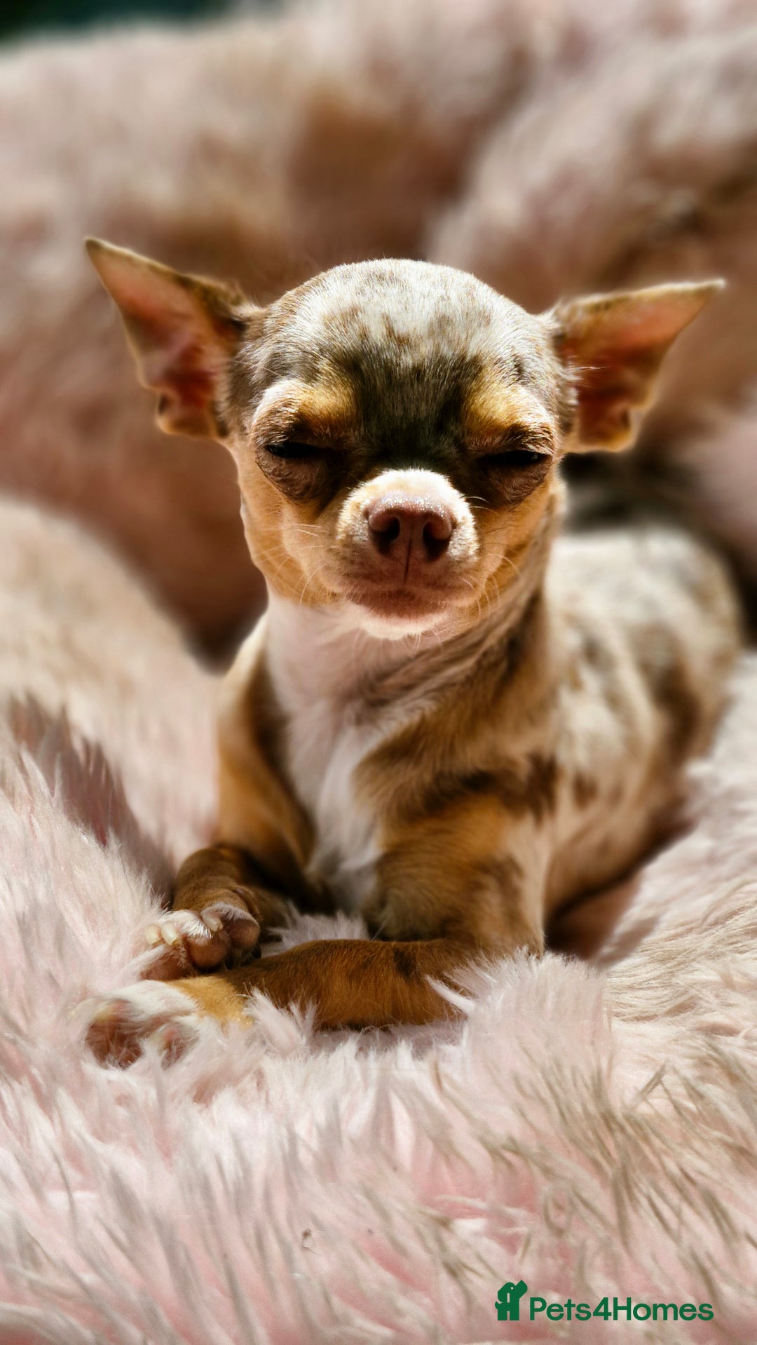 Chihuahua dogs for sale: 🐶READY TO LEAVE🐶 LAST ONE Tiny Chihuahua Puppies - Advert 19