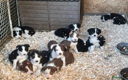 Border Collie dogs for sale: Border collie puppies  - Image 2