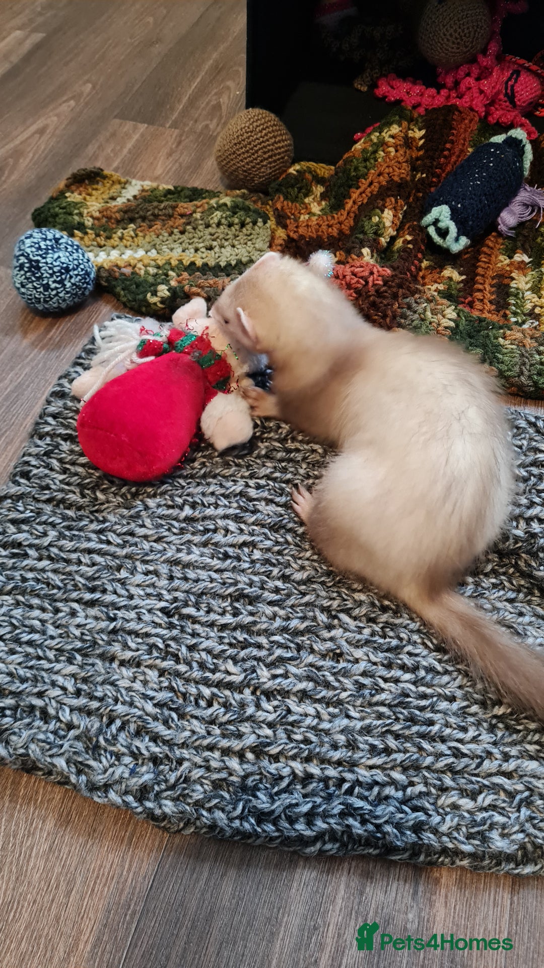 Ferret rodents for sale: Mia ferret - Image 3