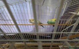 Budgerigars birds for sale: 2 Budgies - Advert 4