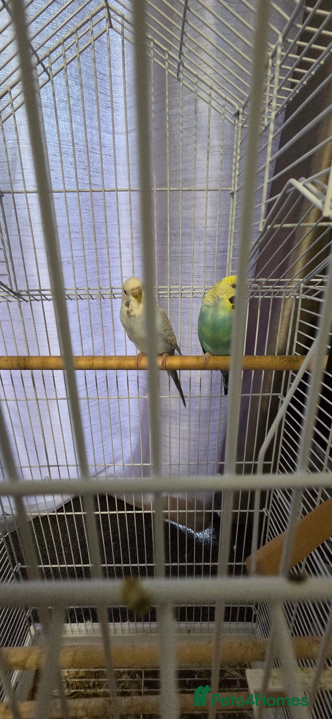 Budgerigars birds for sale: 2 Budgies - Advert 4