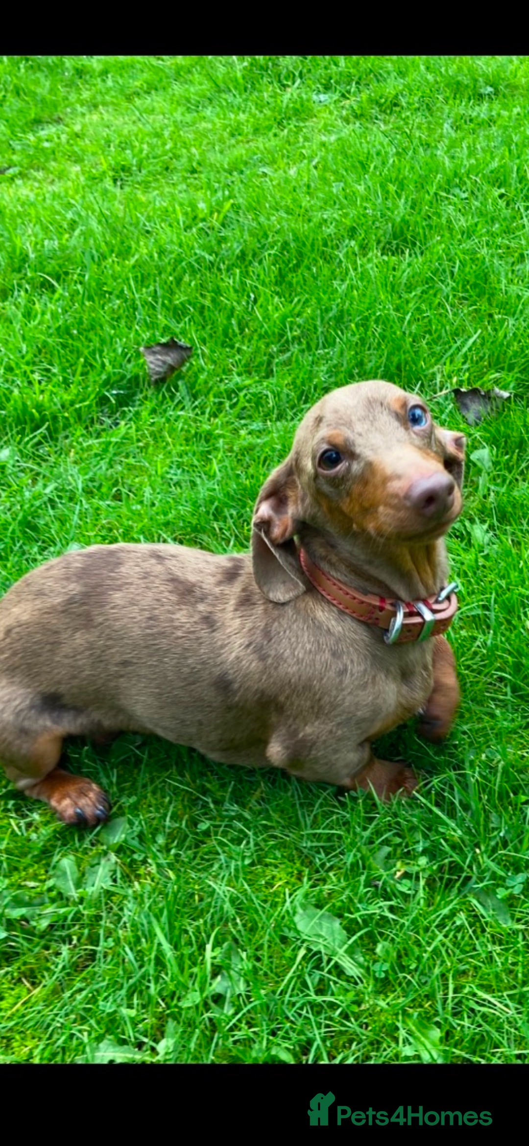 Miniature Dachshund dogs for sale: Miniature Dachshund  - Advert 10