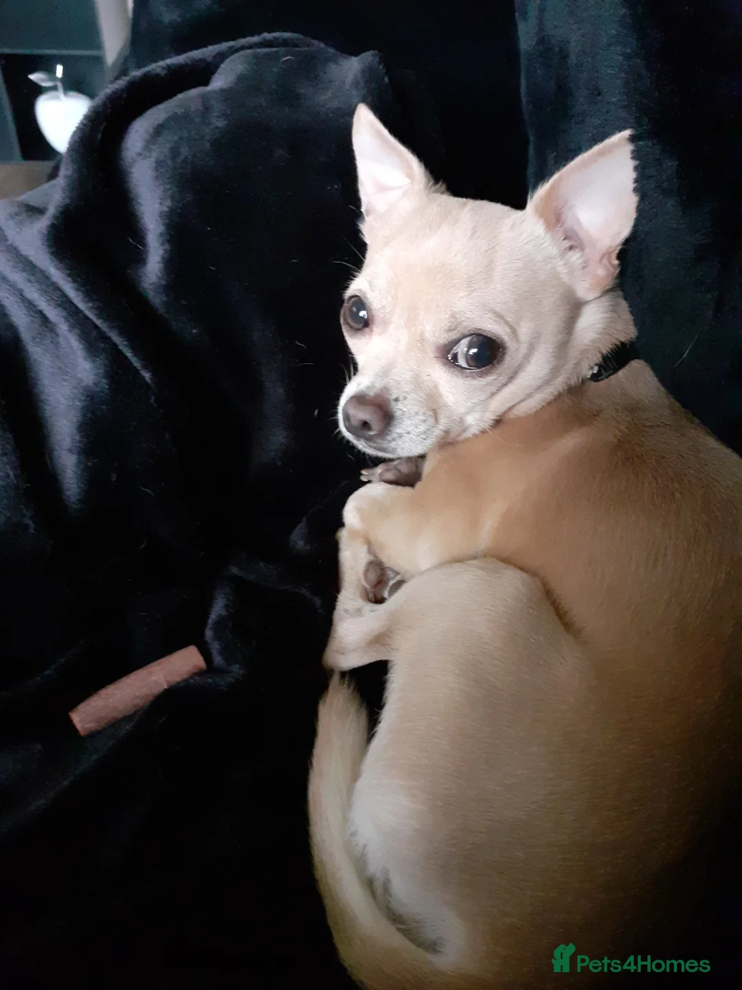 Chihuahua dogs for sale: Chihuahua  - Advert 7