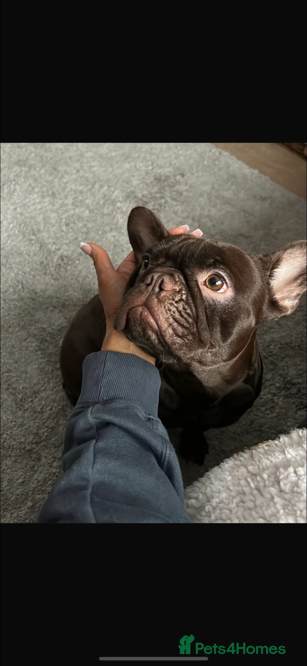 French Bulldog dogs for sale: French Bulldog- Frankie - Advert 1