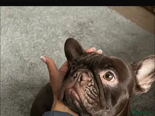 French Bulldog dogs French Bulldog- Frankie - Advert 1