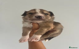 Border Collie dogs for sale: Border Collie pup- Merle, Black, Chocolate, Blonde - Image 21