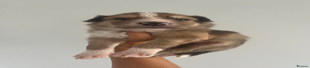 Donnie