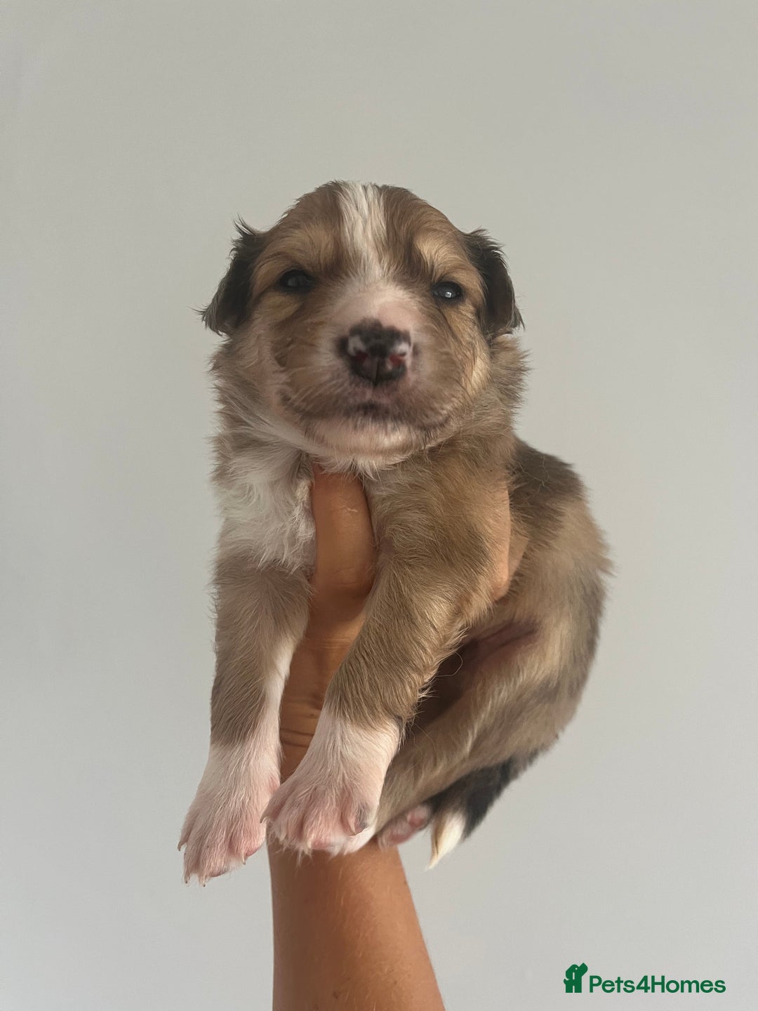 Border Collie dogs for sale: Border Collie pup- Merle, Black, Chocolate, Blonde - Image 21