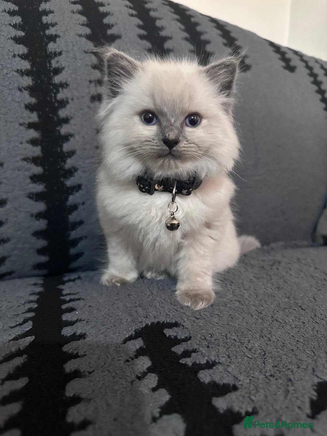 Ragdoll cats for sale: Adorable 4ragdoll Kitten Looking for a Loving Home - Advert 2