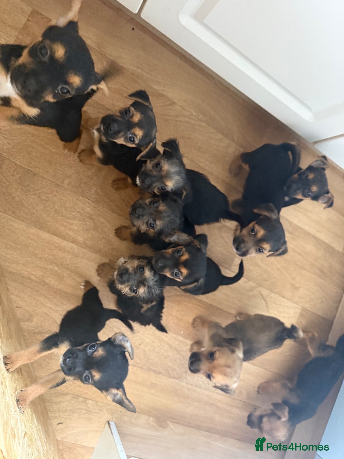 Mixed Breed dogs Jack Russell x boarder terrier  - Advert 1