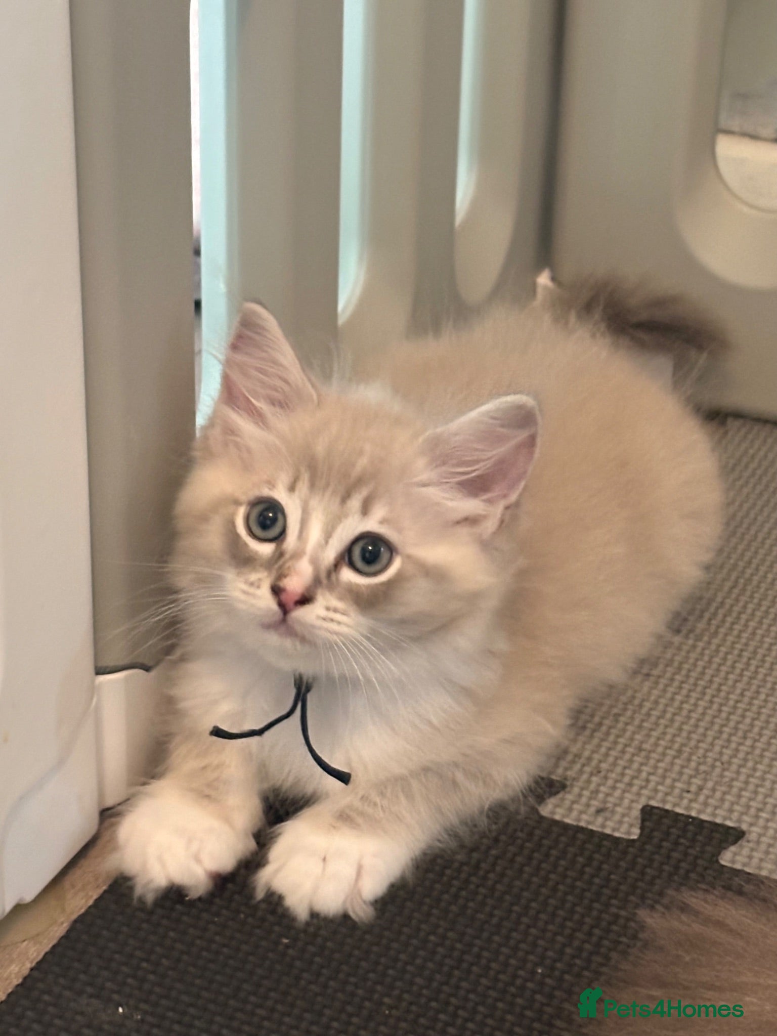 Ragdoll cats 💙 Last Mink Lynx Ragdoll Boy Ready Now 💙 - Advert 2