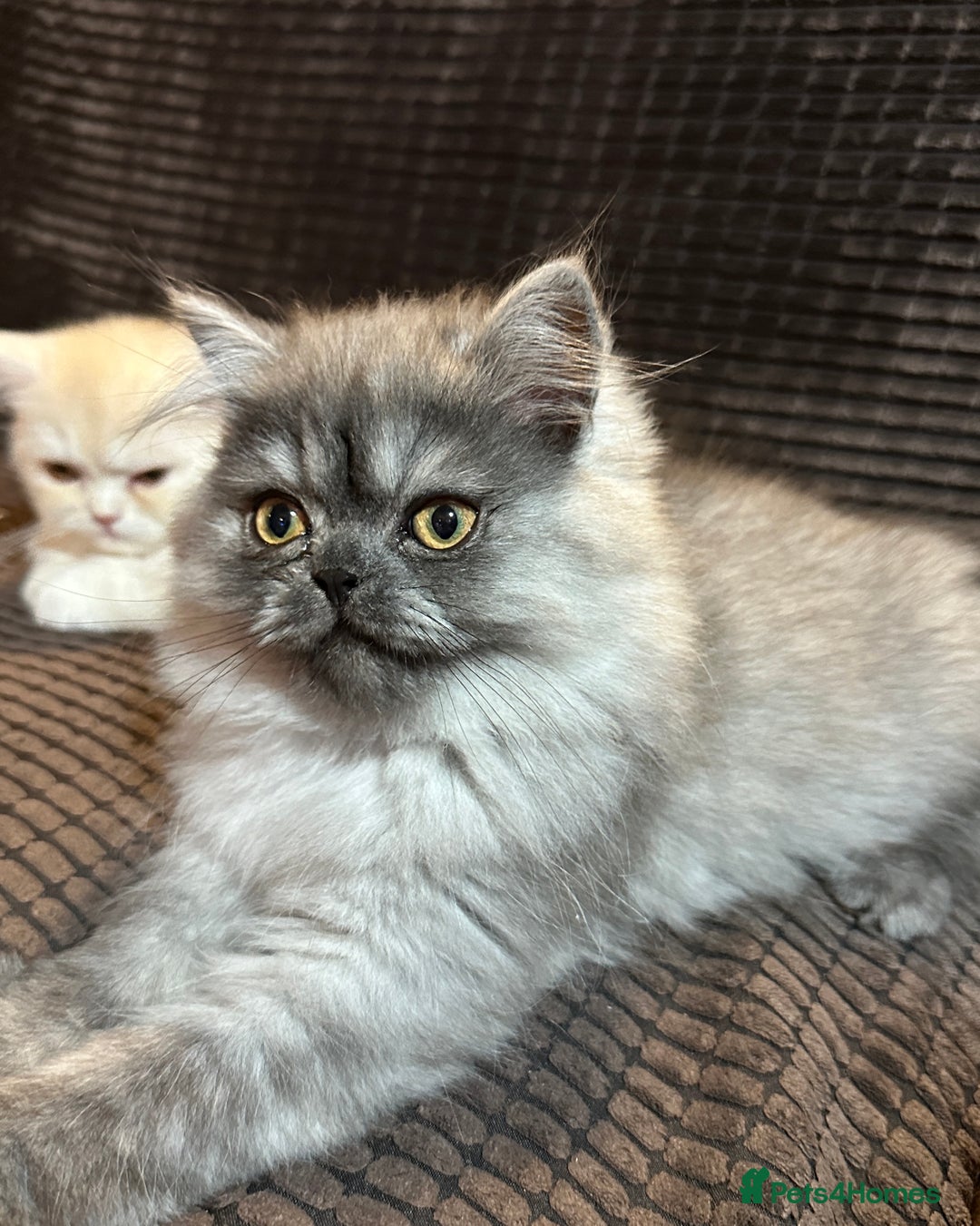 Persian cats for sale: 2 gorgeous cuddly Persian baby boys💙 - Advert 14