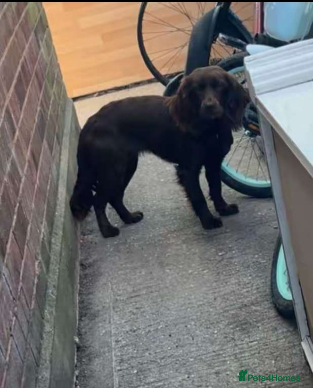 Cockapoo dogs for sale: 4 month old male cockapoo  - Advert 5