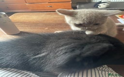 British Shorthair cats for sale: Beautiful British blue Kittens in Sheffield - Image 14