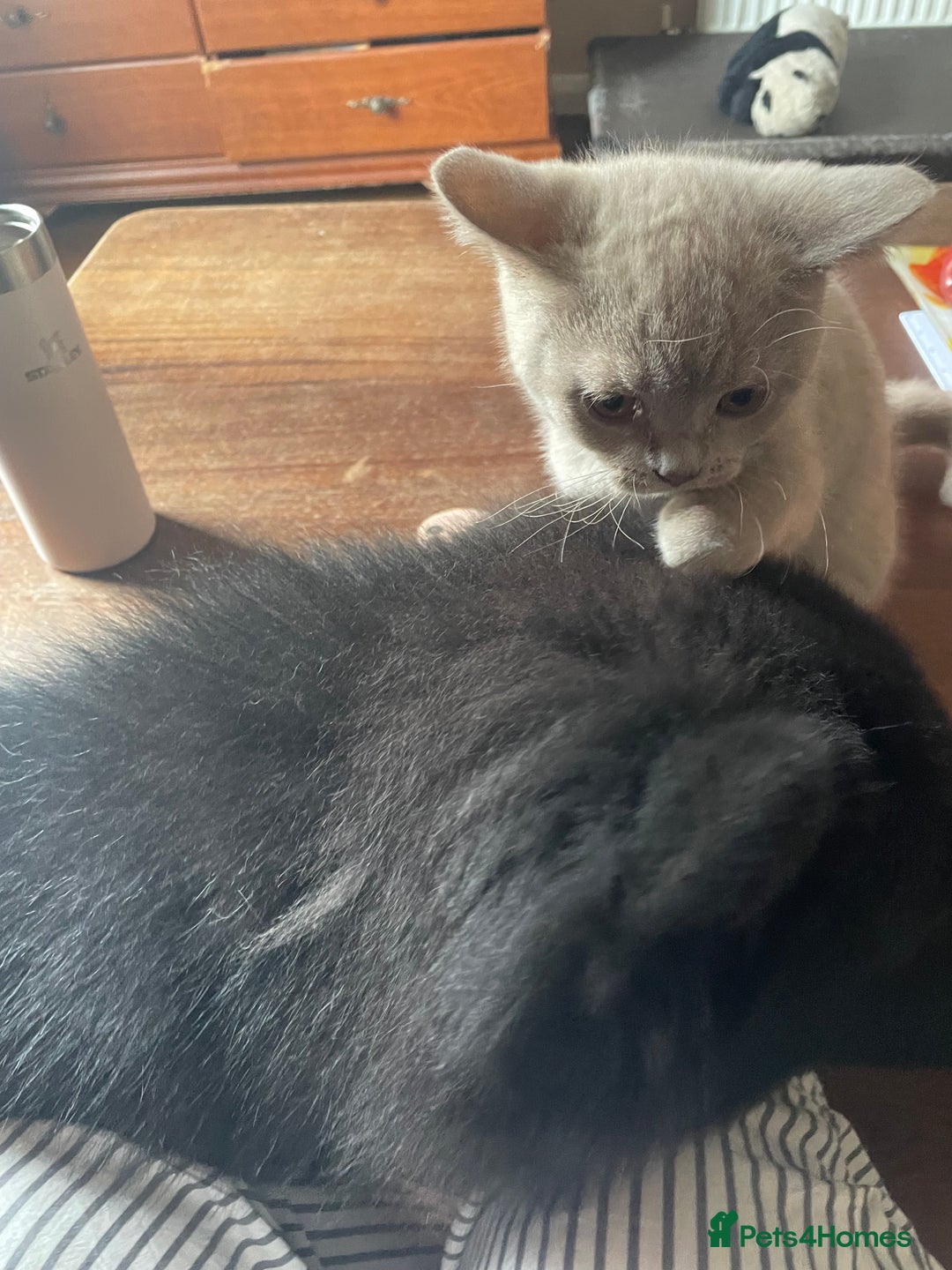 British Shorthair cats for sale: Beautiful British blue Kittens in Sheffield - Image 14