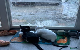Arabian Mau cats for sale: Zayn & Rafa - Rescue Arabian Maus - Image 4