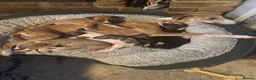 Whippet dogs for sale: 🐾 Whippet puppies expected around 14th Nov 2026🐾 - Advert 4