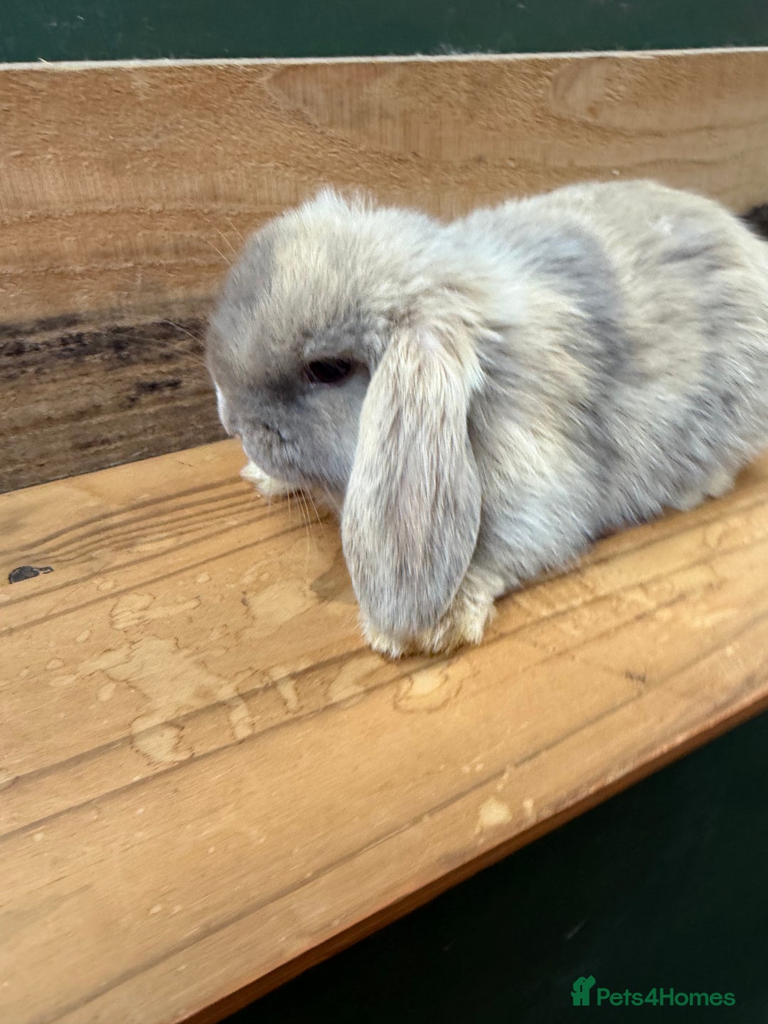 Mini Lop rabbits for sale: BEAUTIFUL MINI LOP BUNNIES - PEDIGREE  - Advert 23