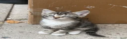European cats for sale: Female tabby kitten - Advert 5