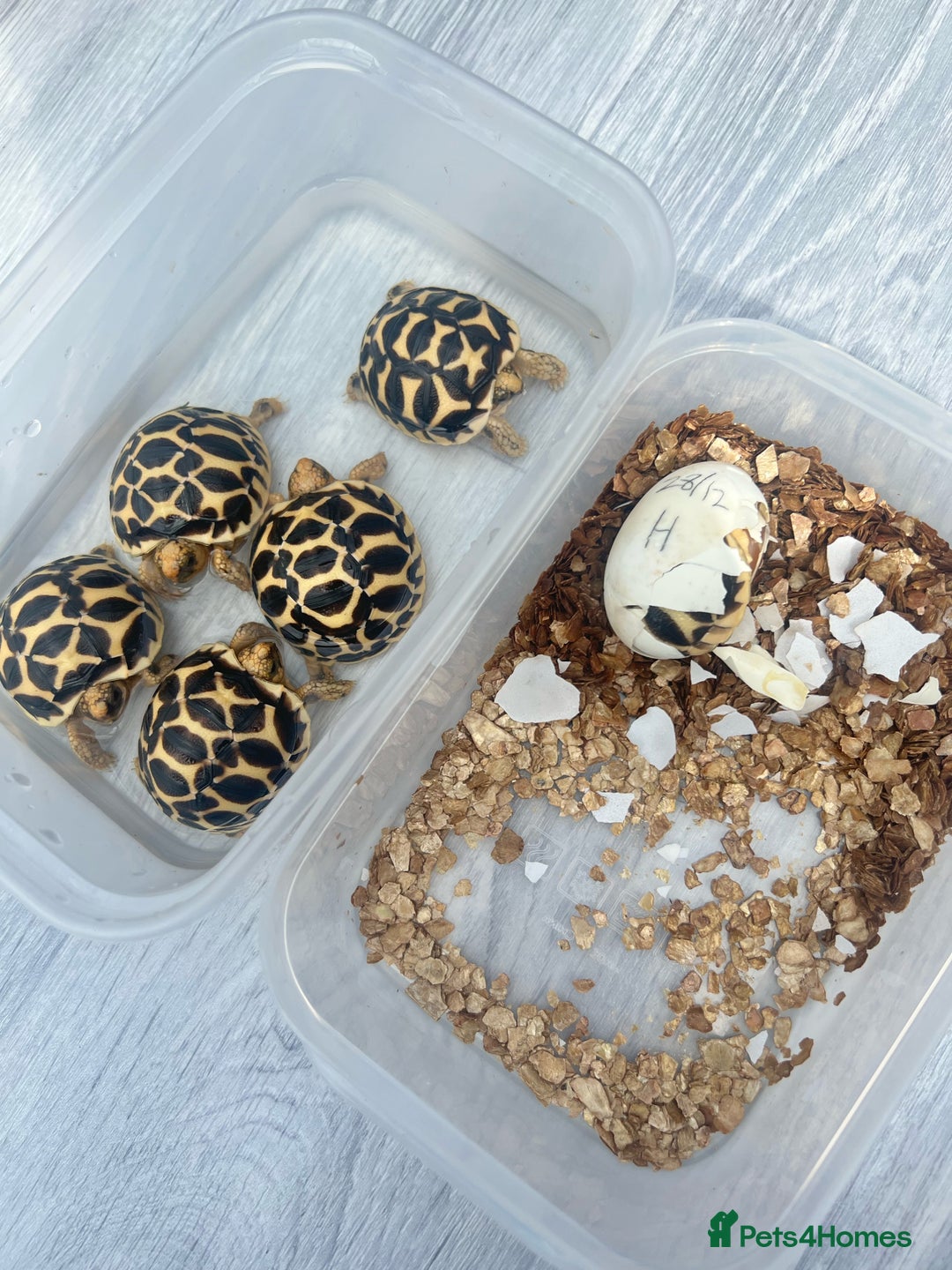 Tortoise reptiles for sale: CB25 indian star tortoise for sale - Advert 3