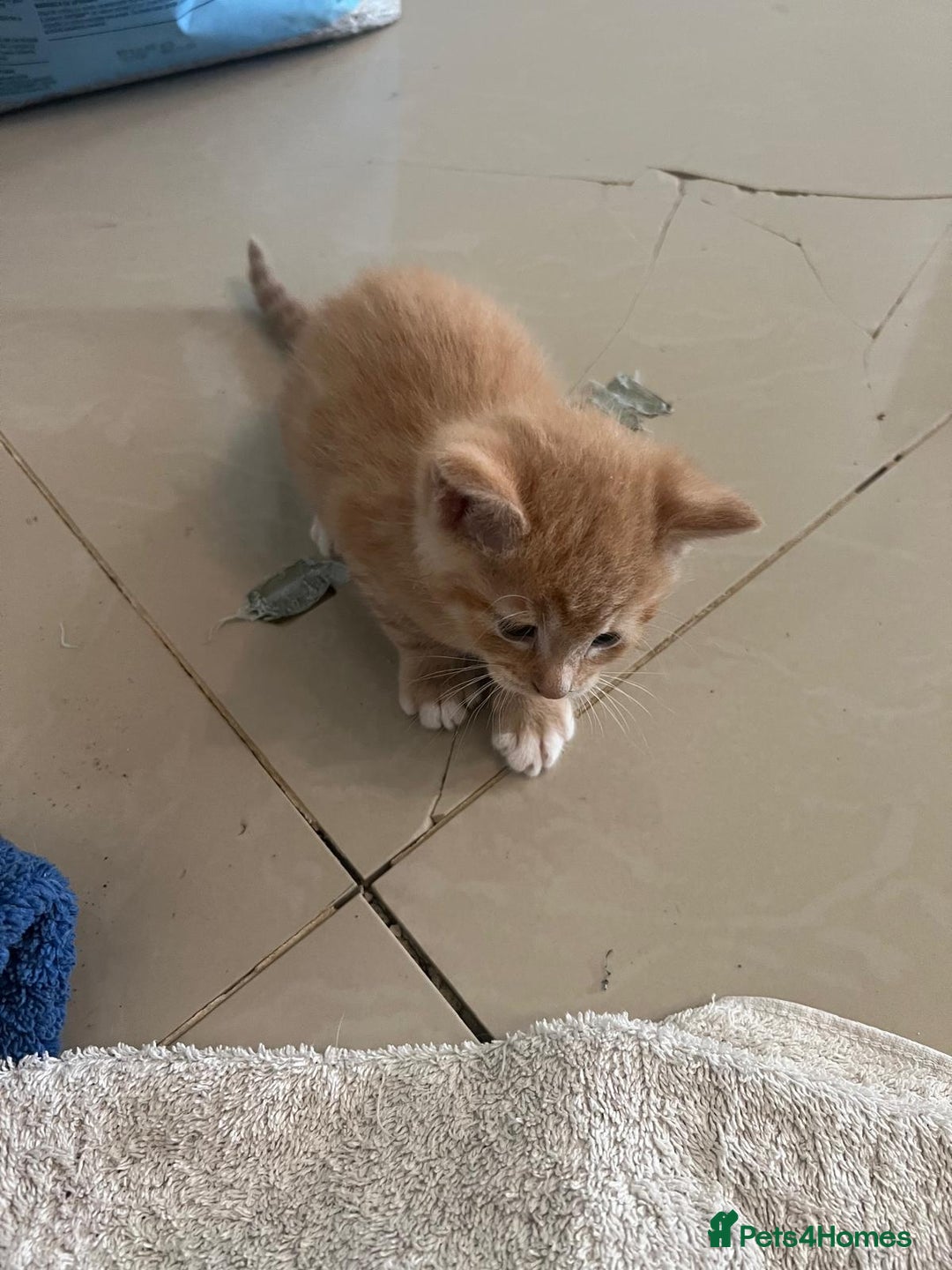 Mixed Breed cats for sale: Litter of 4 cats  - Image 7