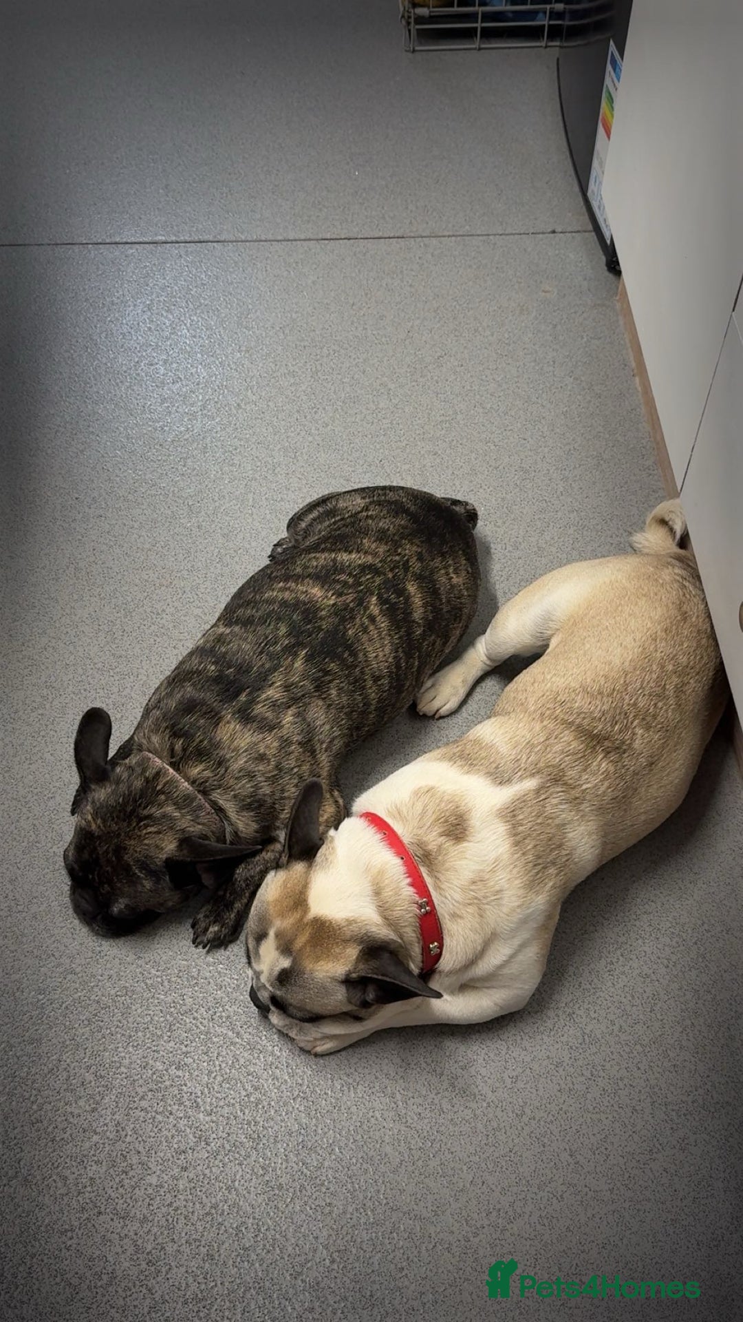 Mixed Breed dogs for sale: Pugxfrenchie  - Advert 2