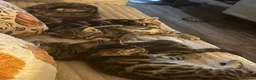 Bengal cats for sale: Kittens ready now  in Cramlington - Advert 4