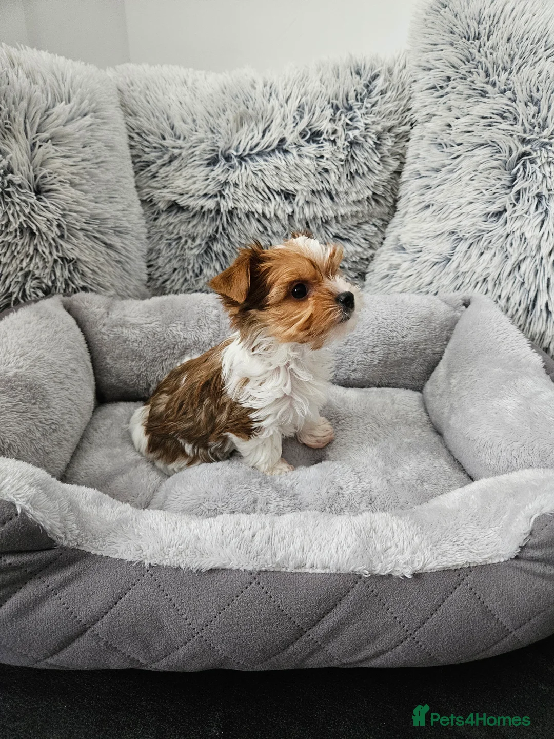 Biewer Terrier dogs for sale: Biewer Yorkshire Terier - Advert 13