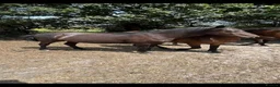 New Forest horses for sale: Geldings  - Advert 2