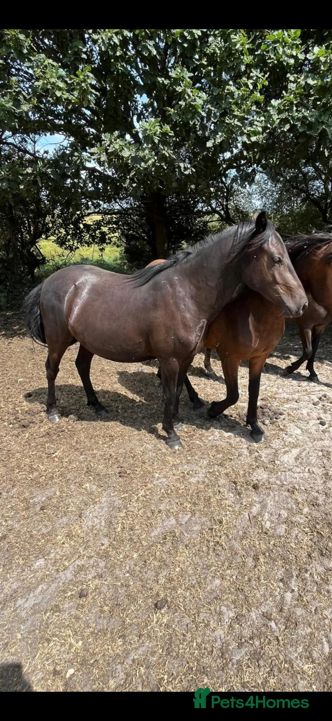 New Forest horses for sale: Geldings  - Advert 2