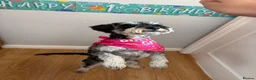 Schnoodle dogs for sale: 1 year old schnoodle girl for rehoming in Barnsley - Advert 5