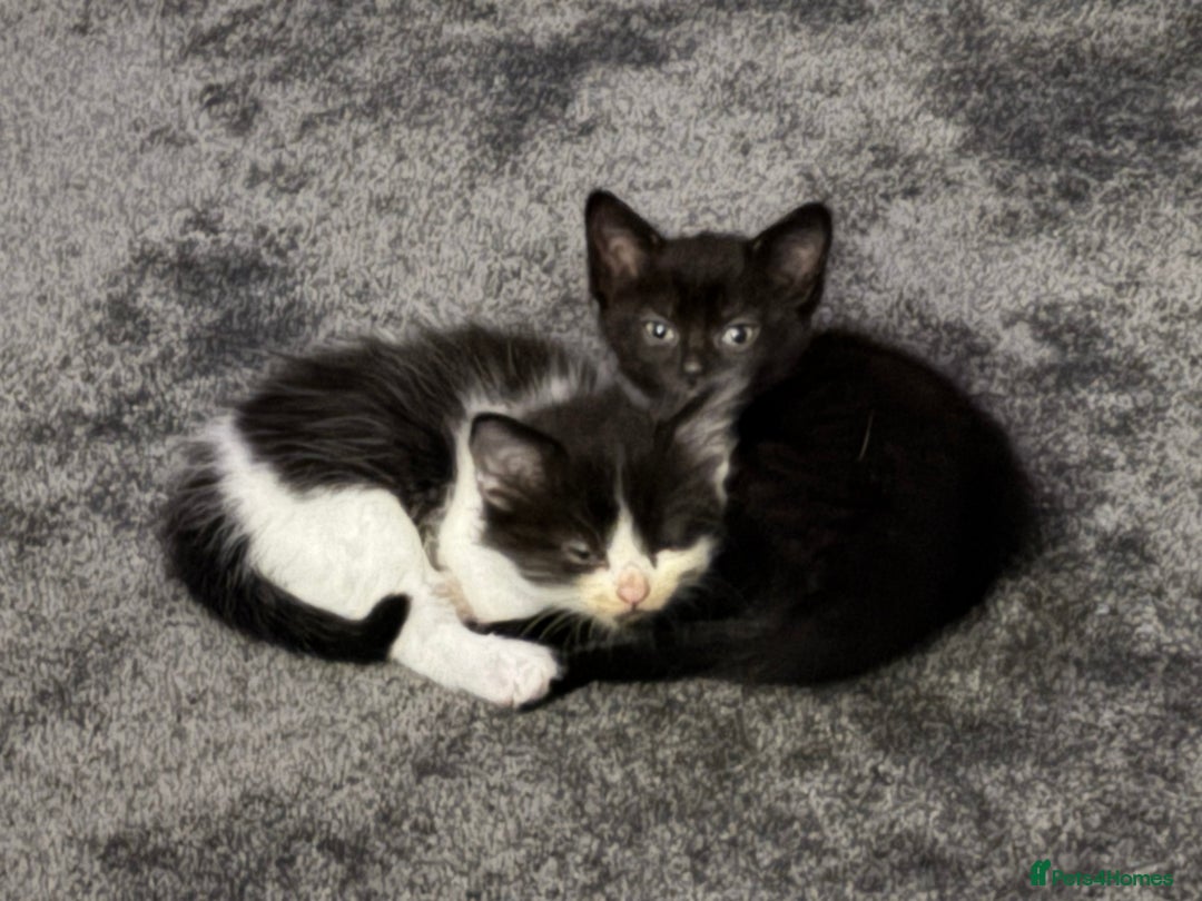 Mixed Breed cats for sale: British short hair kittens  - Image 9
