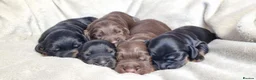 Cocker Spaniel dogs for sale: Gorgeous Cocker Spaniels - Advert 14