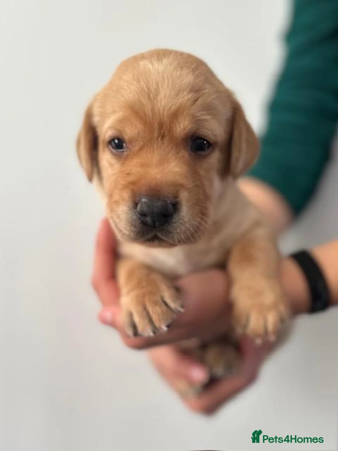 Labrador Retriever dogs for sale: Beautiful fox red labrador puppies - Advert 20