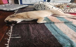 Mixed Breed dogs for adoption: Milo - for adoption - in foster in BEDFORDSHIRE - Image 2
