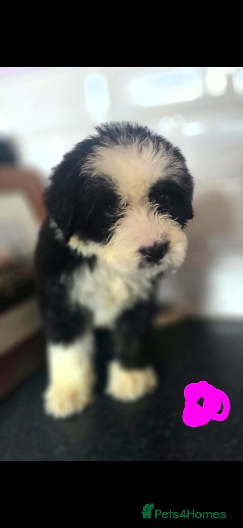 Mixed Breed dogs  old english sheepdog x bernese mountain READY NOW - Advert 13