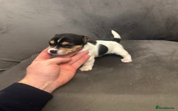 Jack Russell dogs for sale: Lovely Jack Russel puppies  - Image 6