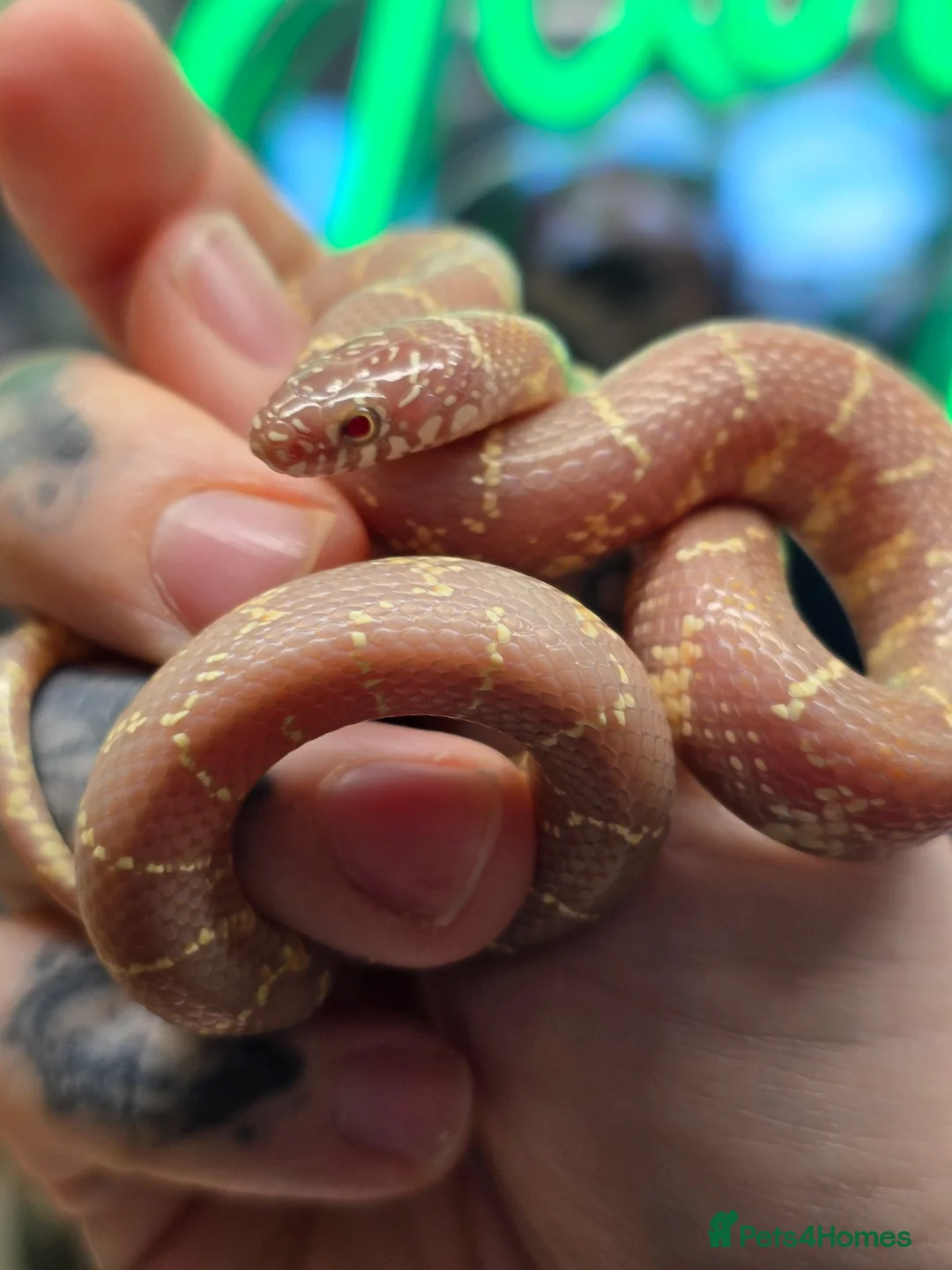 Snake reptiles for sale: Lavender brooks king snakes 2 available  - Advert 2