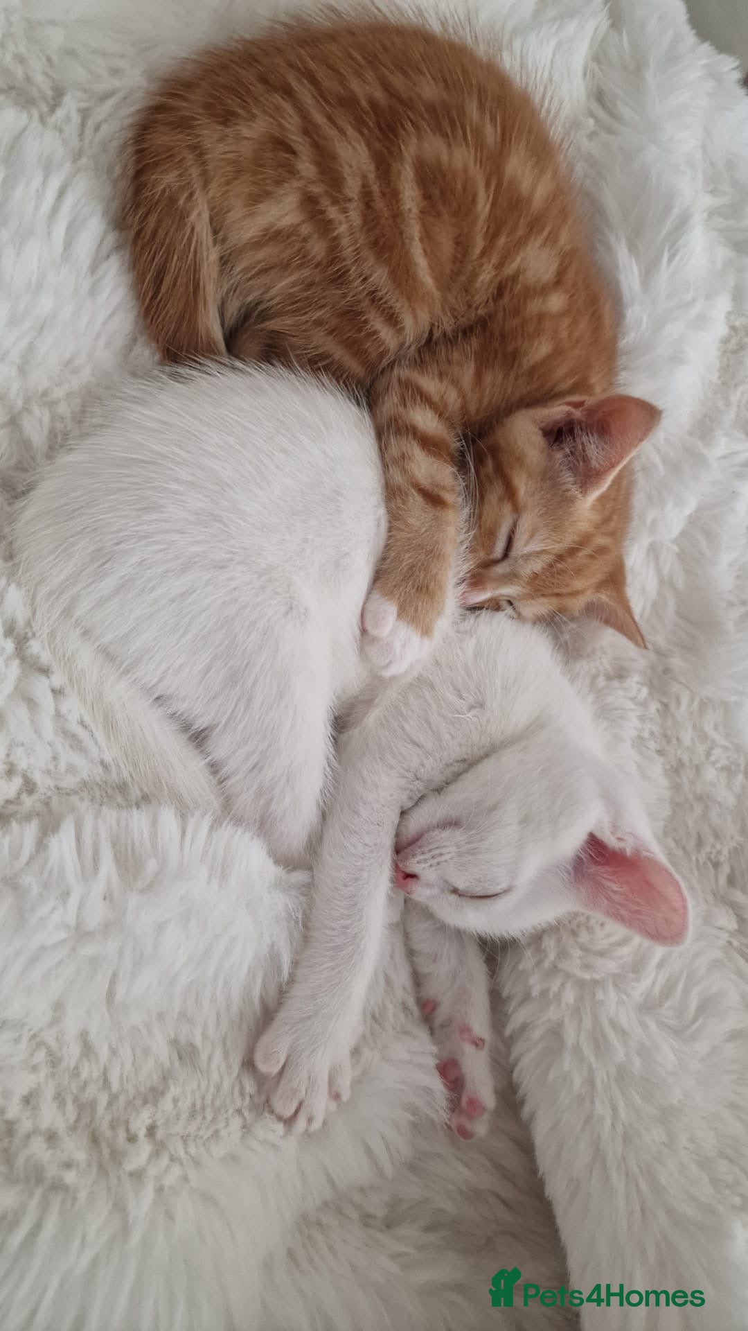 Mixed Breed cats for sale: 2 sister looking for new home  - Image 6