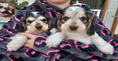 Cocker Spaniel dogs - Advert 13