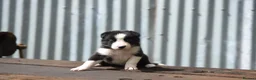 Border Collie dogs for sale: ISDS registered pups from amazing lines - Advert 17