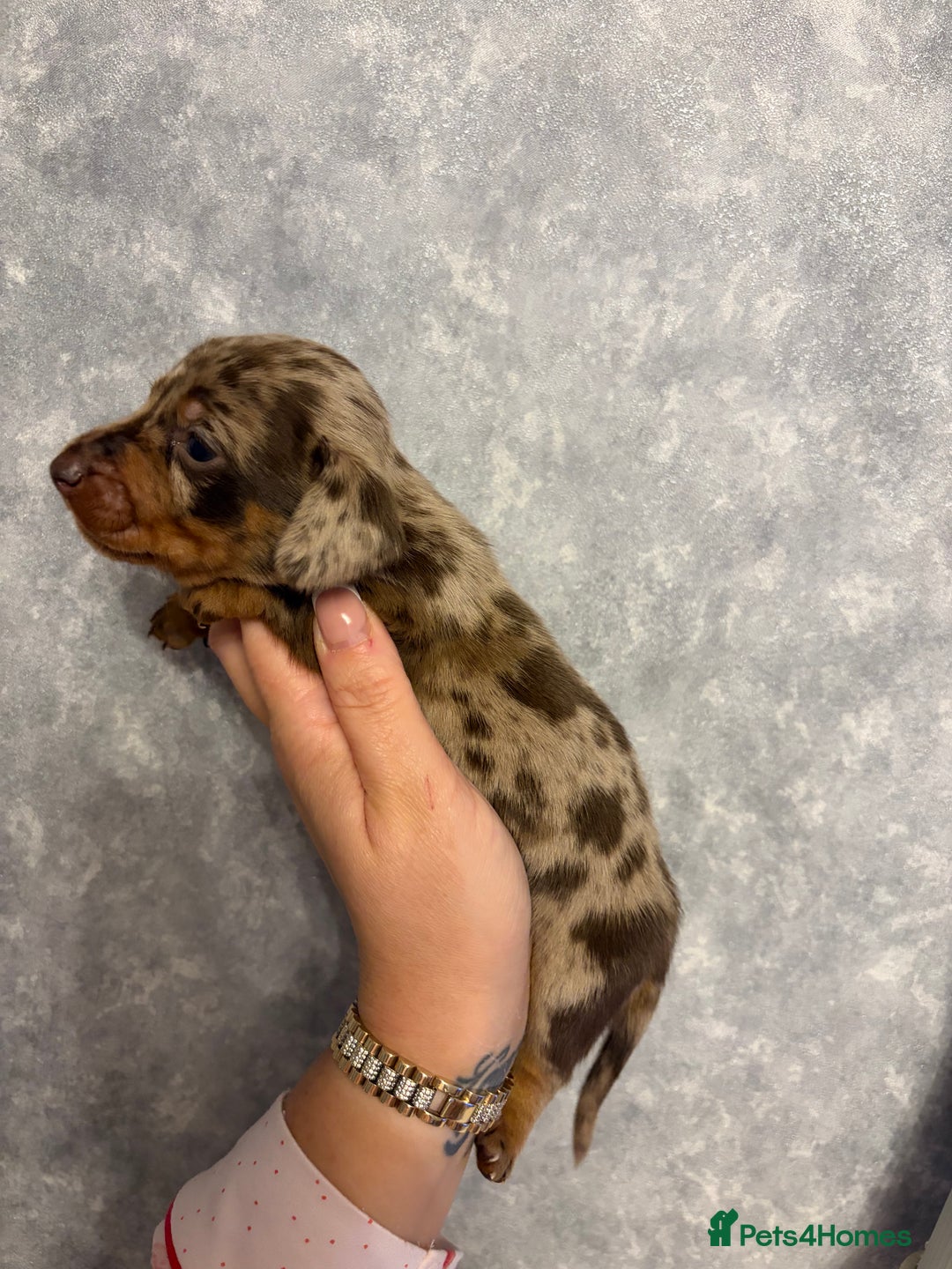 Dachshund dogs for sale: Miniature dachshund pups - Advert 11