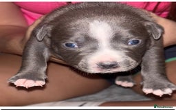 Staffordshire Bull Terrier dogs for sale: Chunky Staffordshire bull terrier puppies for sale - Image 10