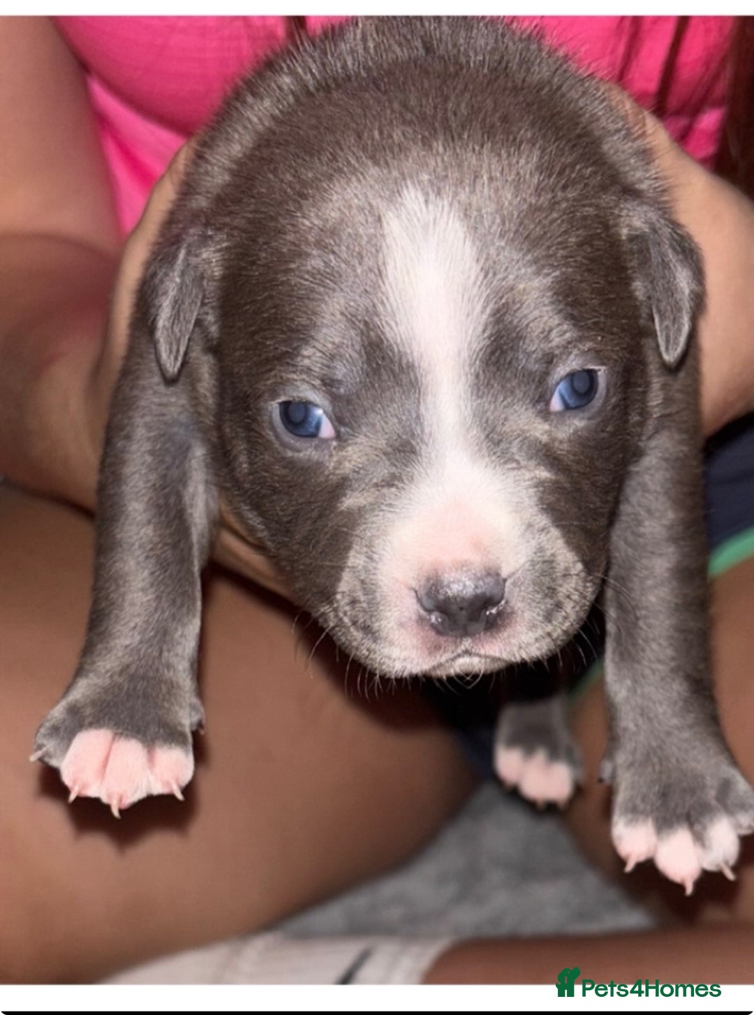 Staffordshire Bull Terrier dogs for sale: Chunky Staffordshire bull terrier puppies for sale - Image 10