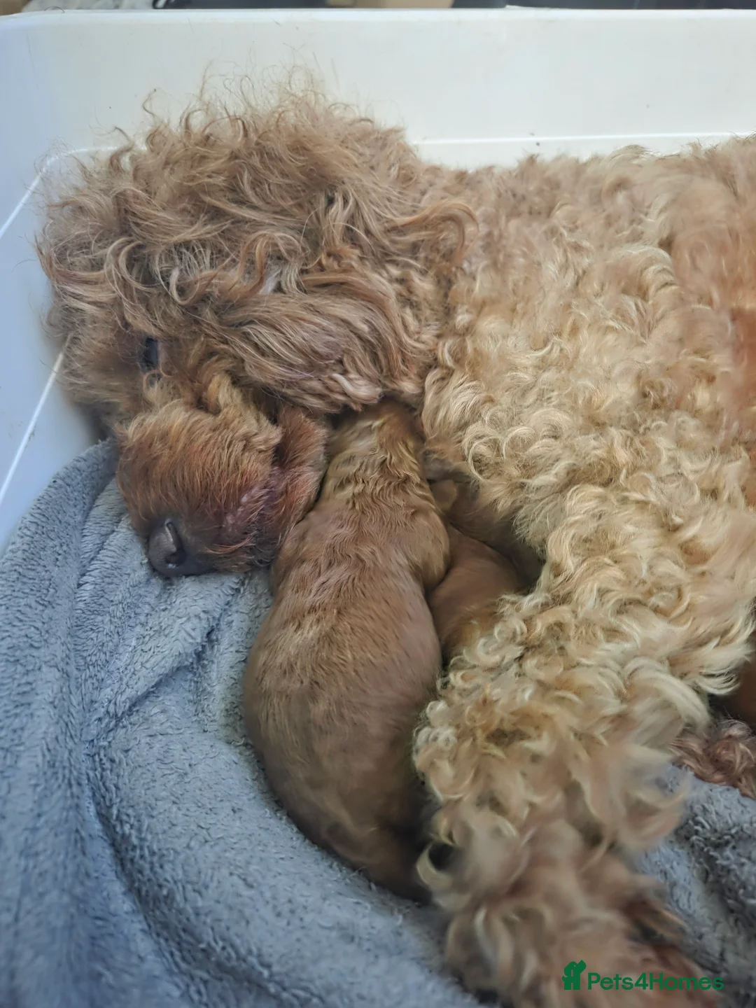 Cavapoo dogs for sale: 5x Asian Toy Poodle X Cavapoo Puppies  - Advert 15