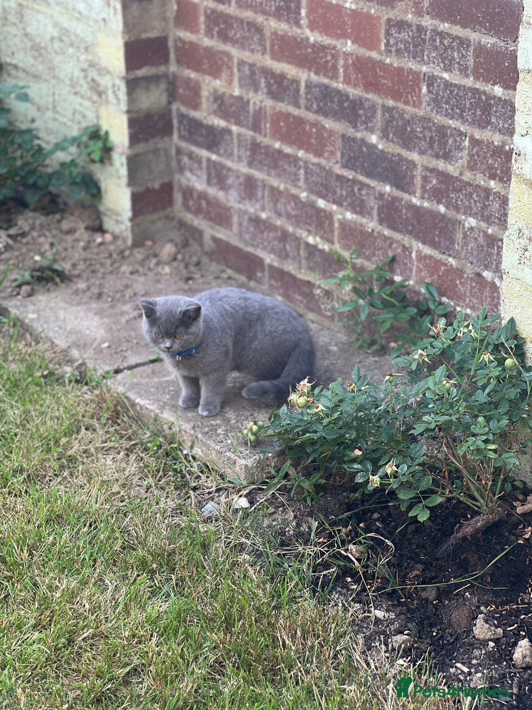 British Shorthair cats for sale: British shorthair  - Image 14