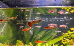 Live Bearers fish for sale: Flame orange/yellow guppies - Image 1